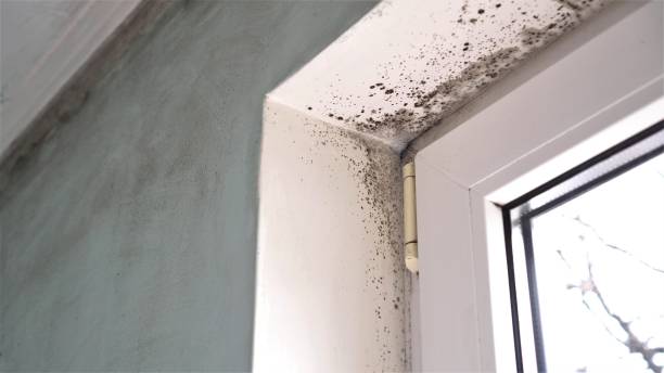 Best Black Mold Removal  in Mbrian Park, CA