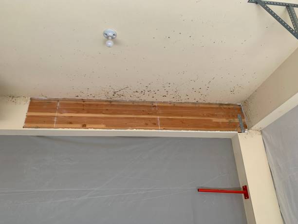 Cambrian Park, CA Mold Removal Company