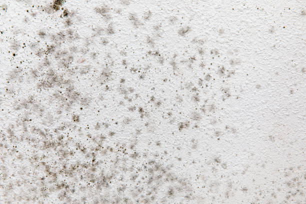 Best Environmental Consulting for Mold Prevention  in Mbrian Park, CA